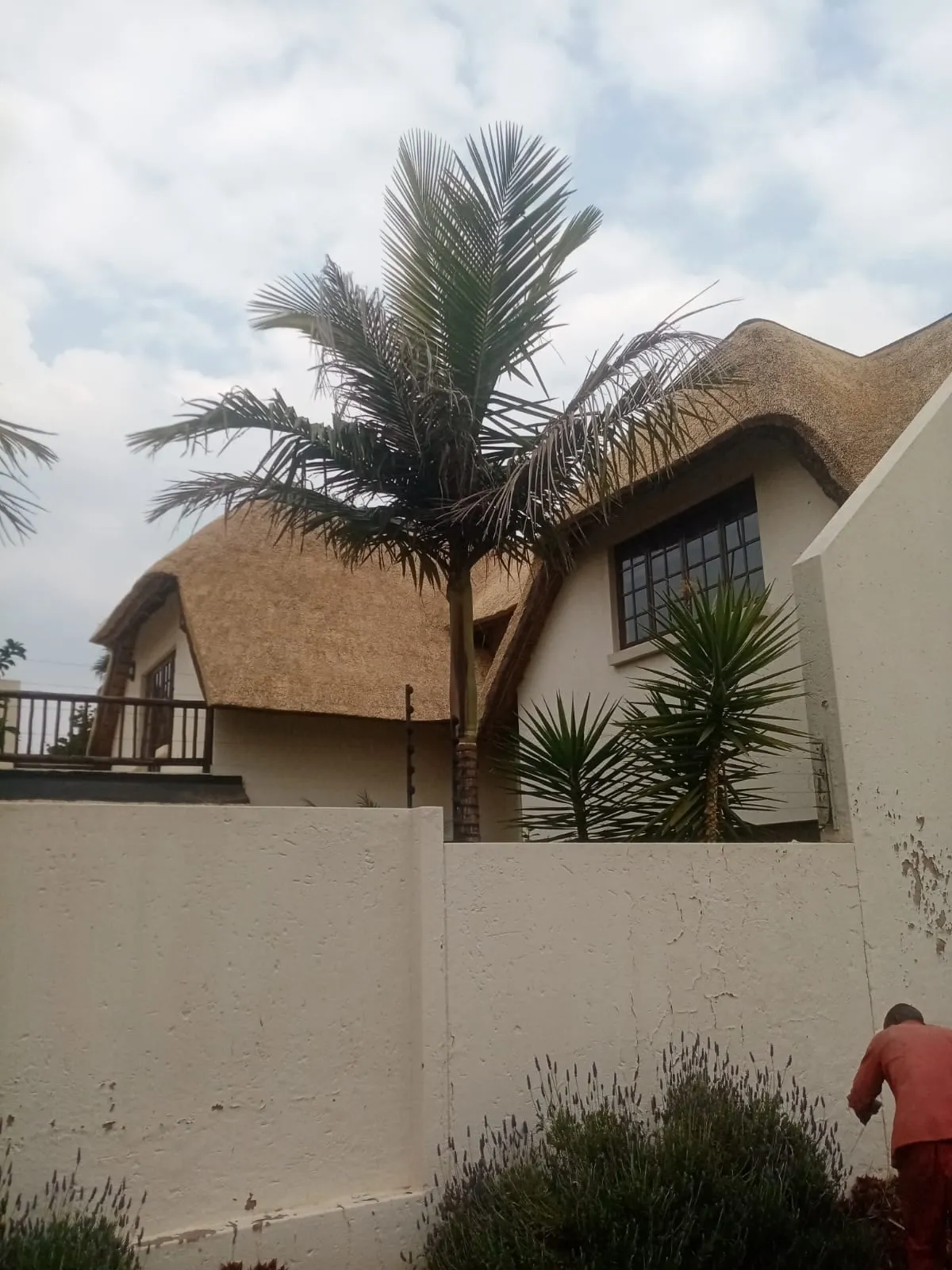 A thatched house framed by a palm tree